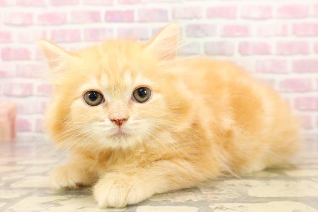 沖縄県のラガマフィン (Coo&RIKUイオン北谷店/2025年7月8日生まれ/女の子/レッドタビー)の子猫の2枚目の画像