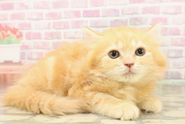 沖縄県のラガマフィン (Coo&RIKUイオン北谷店/2025年7月8日生まれ/女の子/レッドタビー)の子猫の3枚目の画像