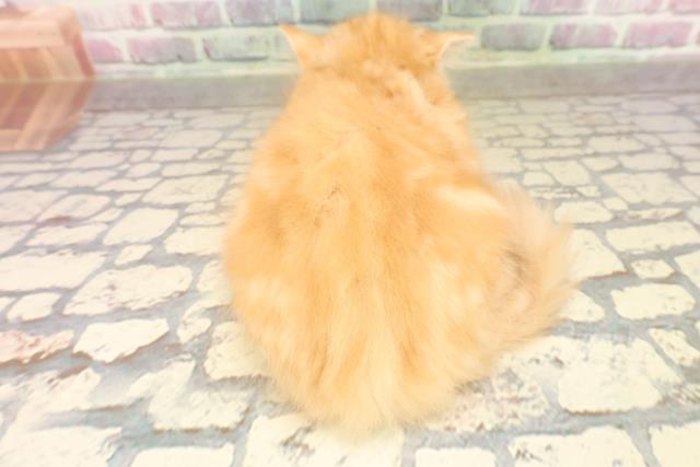 沖縄県のラガマフィン (Coo&RIKUイオン北谷店/2025年7月8日生まれ/女の子/レッドタビー)の子猫の4枚目の画像