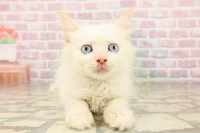 東京都のラグドール (Coo&RIKU三軒茶屋店/2025年7月18日生まれ/男の子/レッドポイント)の子猫の1枚目の画像