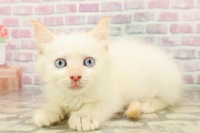 東京都のラグドール (Coo&RIKU三軒茶屋店/2025年7月18日生まれ/男の子/レッドポイント)の子猫の2枚目の画像