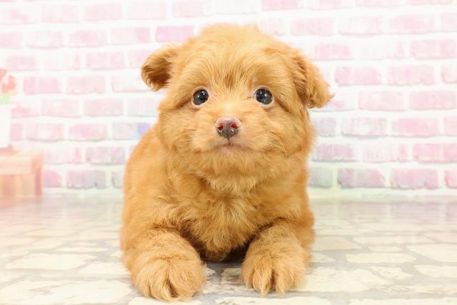 埼玉県のポメプー(ポメラニアン×プードル) (Coo&RIKUアニマルケアセンター大宮/2025年7月15日生まれ/男の子/アプリコット)の子犬の1枚目の画像