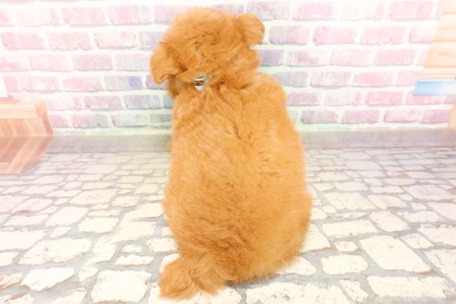 埼玉県のポメプー(ポメラニアン×プードル) (Coo&RIKUアニマルケアセンター大宮/2025年7月15日生まれ/男の子/アプリコット)の子犬の4枚目の画像