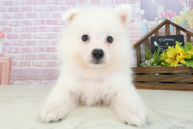 滋賀県の日本スピッツ (Coo&RIKU東近江店/2025年7月17日生まれ/男の子/ホワイト)の子犬