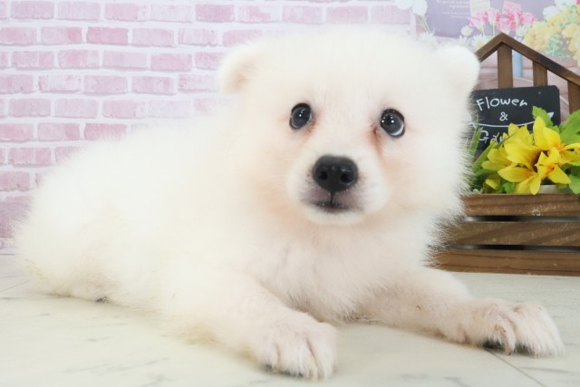 大阪府の日本スピッツ (Coo&RIKU枚方店/2025年7月17日生まれ/男の子/ホワイト)の子犬の2枚目の画像
