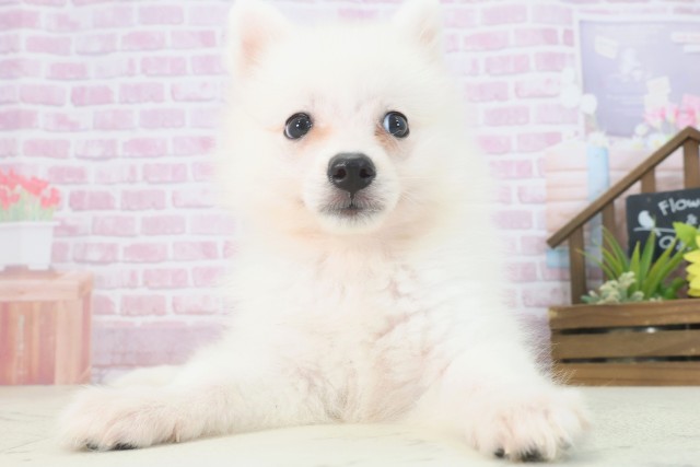 奈良県の日本スピッツ (Coo&RIKU奈良新庄店/2025年7月17日生まれ/女の子/ホワイト)の子犬の1枚目の画像