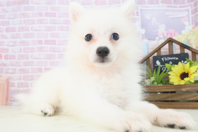 奈良県の日本スピッツ (Coo&RIKU奈良新庄店/2025年7月17日生まれ/女の子/ホワイト)の子犬の2枚目の画像
