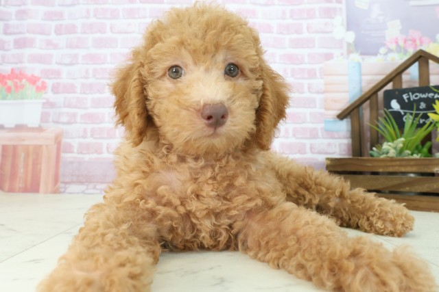 高知県のトイプードル(トイ) (Coo&RIKUのいち店/2025年7月18日生まれ/男の子/オレンジフォーン)の子犬の1枚目の画像