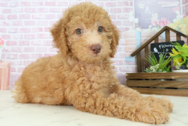 高知県のトイプードル(トイ) (Coo&RIKUのいち店/2025年7月18日生まれ/男の子/オレンジフォーン)の子犬の2枚目の画像