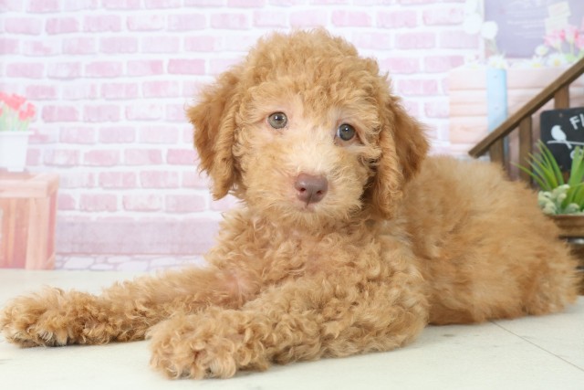 高知県のトイプードル(トイ) (Coo&RIKUのいち店/2025年7月18日生まれ/男の子/オレンジフォーン)の子犬の3枚目の画像