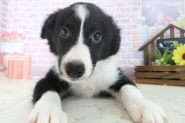 岡山県のボーダーコリー (Coo&RIKU岡山店/2025年7月12日生まれ/女の子/ブラックホワイト)の子犬