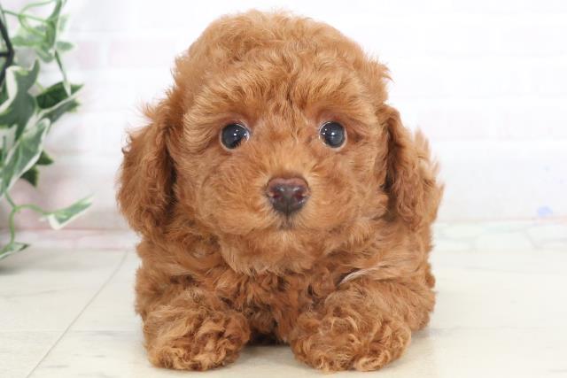 長崎県のトイプードル(トイ) (Coo&RIKU大村店/2025年7月20日生まれ/男の子/アプリコット)の子犬