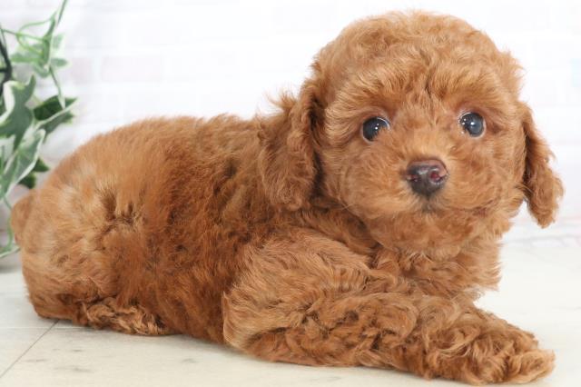 長崎県のトイプードル(トイ) (Coo&RIKU大村店/2025年7月20日生まれ/男の子/アプリコット)の子犬の2枚目の画像