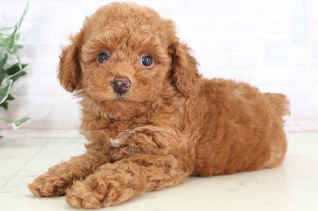 長崎県のトイプードル(トイ) (Coo&RIKU大村店/2025年7月20日生まれ/男の子/アプリコット)の子犬の3枚目の画像