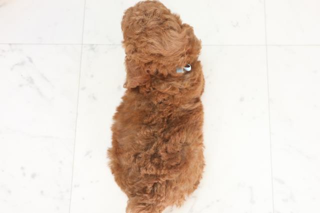 長崎県のトイプードル(トイ) (Coo&RIKU大村店/2025年7月20日生まれ/男の子/アプリコット)の子犬の4枚目の画像