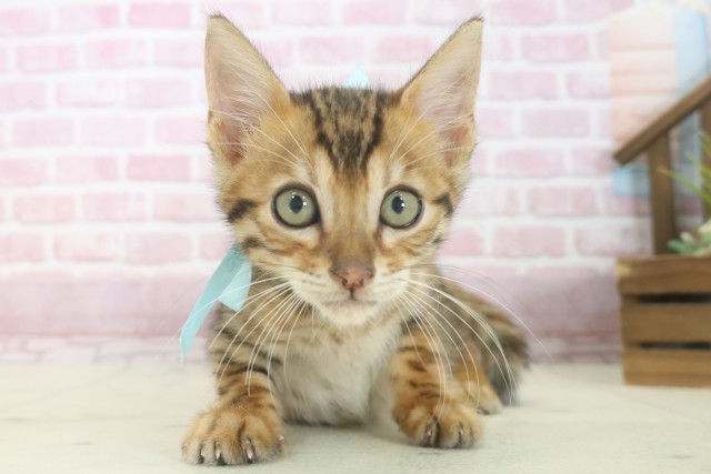 兵庫県のトイガー (Coo&RIKU神戸三宮店/2025年7月7日生まれ/男の子/ブラウンスポットタビー)の子猫の1枚目の画像