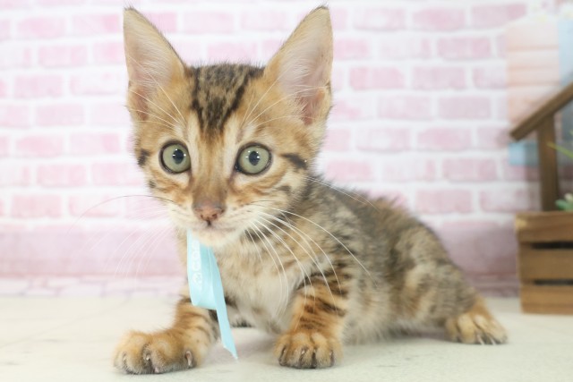 兵庫県のトイガー (Coo&RIKU神戸三宮店/2025年7月7日生まれ/男の子/ブラウンスポットタビー)の子猫の3枚目の画像