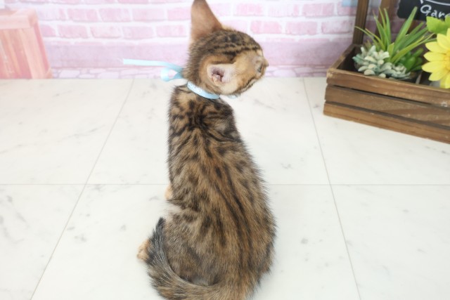 兵庫県のトイガー (Coo&RIKU神戸三宮店/2025年7月7日生まれ/男の子/ブラウンスポットタビー)の子猫の4枚目の画像