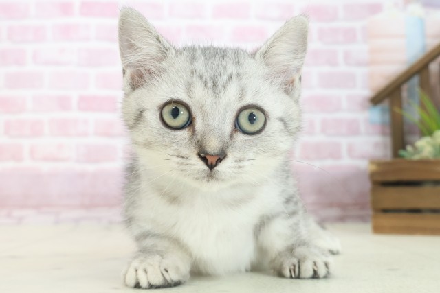 広島県のマンチカン (Coo&RIKUゆめタウン大竹店/2025年6月23日生まれ/女の子/シルバータビー)の子猫の1枚目の画像