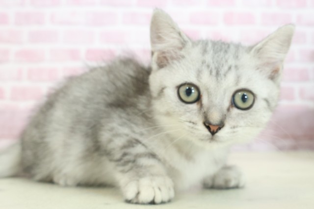 広島県のマンチカン (Coo&RIKUゆめタウン大竹店/2025年6月23日生まれ/女の子/シルバータビー)の子猫の2枚目の画像