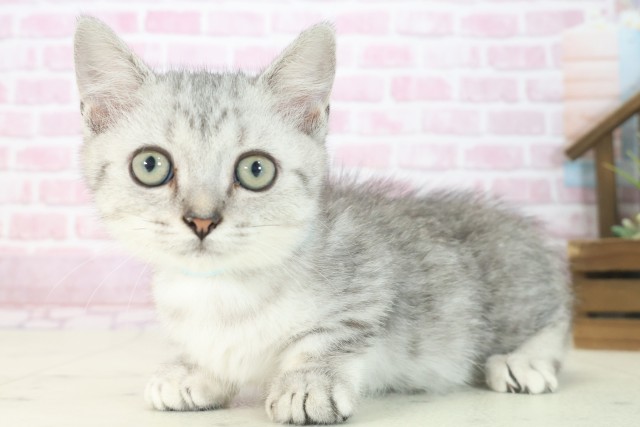 広島県のマンチカン (Coo&RIKUゆめタウン大竹店/2025年6月23日生まれ/女の子/シルバータビー)の子猫の3枚目の画像