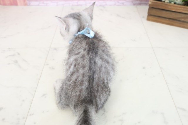 広島県のマンチカン (Coo&RIKUゆめタウン大竹店/2025年6月23日生まれ/女の子/シルバータビー)の子猫の4枚目の画像