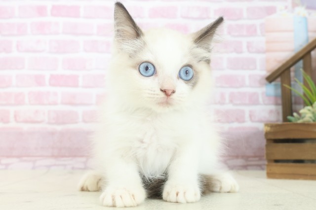 岡山県のラグドール (Coo&RIKU岡山店/2025年6月22日生まれ/男の子/シールポイントバイカラー)の子猫