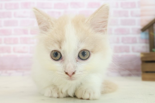 大阪府のマンチカン (Coo&RIKU高槻店/2025年7月3日生まれ/男の子/クリームタビーホワイト)の子猫