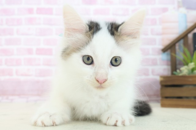 大阪府のメインクーン (Coo&RIKU高槻店/2025年7月16日生まれ/男の子/ブラックホワイト)の子猫の1枚目の画像