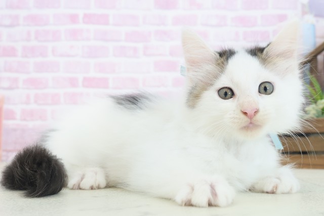大阪府のメインクーン (Coo&RIKU高槻店/2025年7月16日生まれ/男の子/ブラックホワイト)の子猫の2枚目の画像