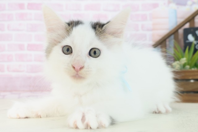 大阪府のメインクーン (Coo&RIKU高槻店/2025年7月16日生まれ/男の子/ブラックホワイト)の子猫の3枚目の画像