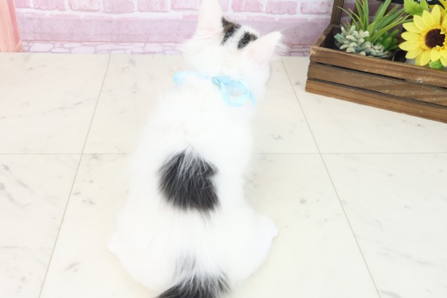 大阪府のメインクーン (Coo&RIKU高槻店/2025年7月16日生まれ/男の子/ブラックホワイト)の子猫の4枚目の画像