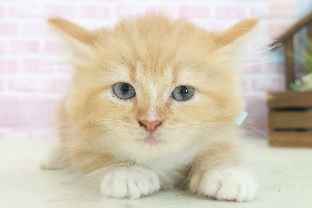 大阪府のラガマフィン (Coo&RIKU阿倍野店/2025年7月3日生まれ/男の子/レッドタビーホワイト)の子猫の1枚目の画像