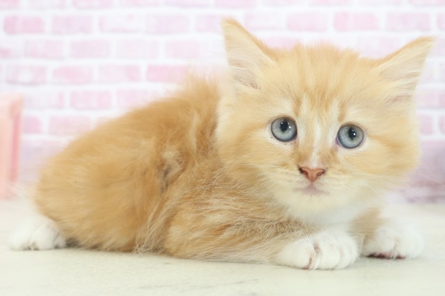 大阪府のラガマフィン (Coo&RIKU阿倍野店/2025年7月3日生まれ/男の子/レッドタビーホワイト)の子猫の2枚目の画像