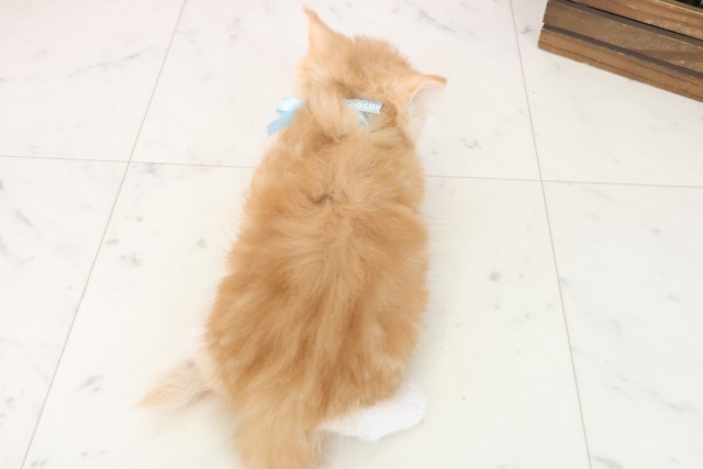 大阪府のラガマフィン (Coo&RIKU阿倍野店/2025年7月3日生まれ/男の子/レッドタビーホワイト)の子猫の4枚目の画像