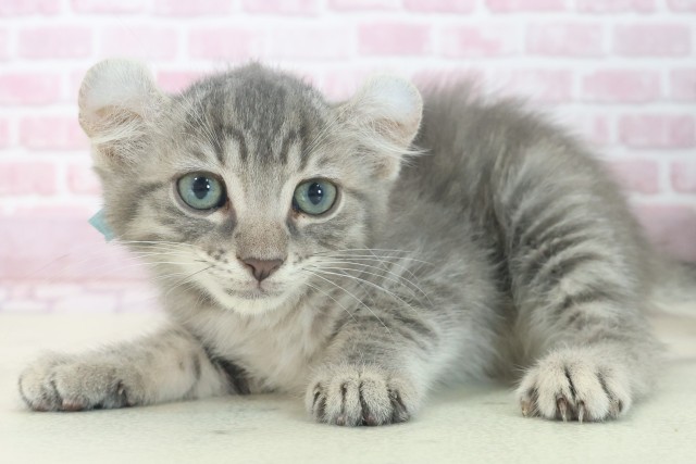 滋賀県のキンカロー (Coo&RIKU長浜店/2025年7月6日生まれ/男の子/ブルータビー)の子猫の3枚目の画像