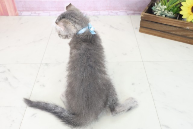 滋賀県のキンカロー (Coo&RIKU長浜店/2025年7月6日生まれ/男の子/ブルータビー)の子猫の4枚目の画像
