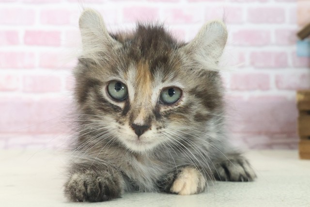 大阪府のキンカロー (Coo&RIKU阿倍野店/2025年7月6日生まれ/女の子/ブラウンパッチドタビー)の子猫の1枚目の画像
