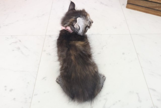 大阪府のキンカロー (Coo&RIKU阿倍野店/2025年7月6日生まれ/女の子/ブラウンパッチドタビー)の子猫の4枚目の画像