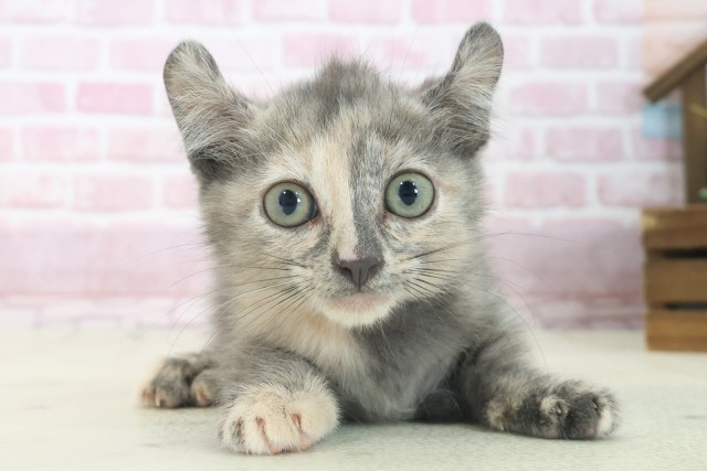 大阪府のキンカロー (Coo&RIKU高槻店/2025年7月6日生まれ/女の子/ブルーパッチドタビー)の子猫の1枚目の画像