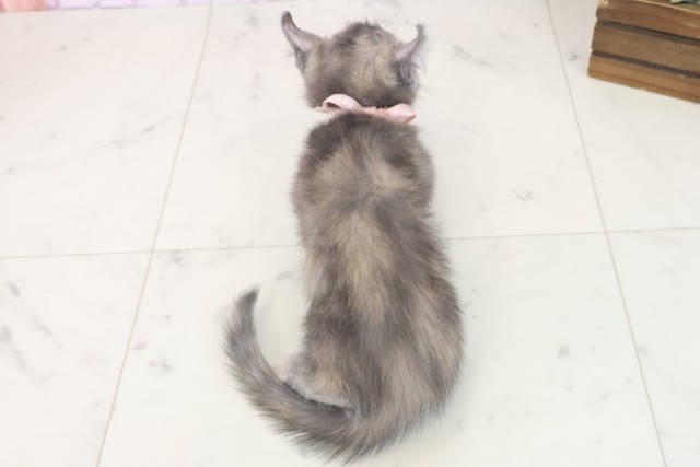 大阪府のキンカロー (Coo&RIKU高槻店/2025年7月6日生まれ/女の子/ブルーパッチドタビー)の子猫の4枚目の画像
