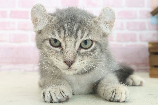 京都府のキンカロー (Coo&RIKU舞鶴店/2025年7月6日生まれ/女の子/ブルータビー)の子猫