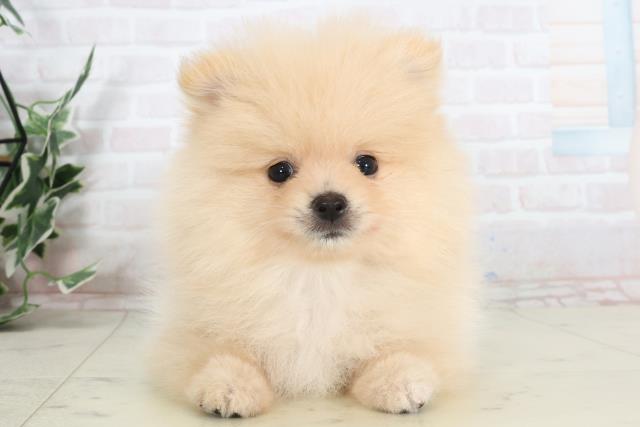 兵庫県のポメラニアン (Coo&RIKU丹波店/2025年7月18日生まれ/男の子/クリーム)の子犬の1枚目の画像