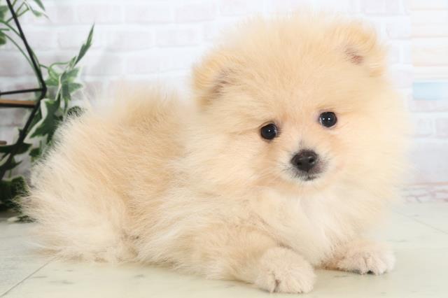 兵庫県のポメラニアン (Coo&RIKU丹波店/2025年7月18日生まれ/男の子/クリーム)の子犬の2枚目の画像