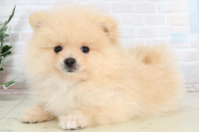 兵庫県のポメラニアン (Coo&RIKU丹波店/2025年7月18日生まれ/男の子/クリーム)の子犬の3枚目の画像