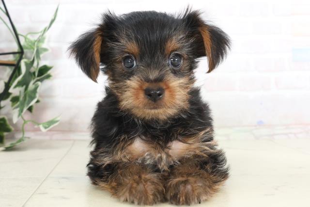 愛媛県のヨークシャーテリア (Coo&RIKU大洲店/2025年7月18日生まれ/男の子/スチールブルータン)の子犬の1枚目の画像