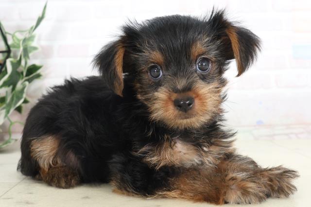 愛媛県のヨークシャーテリア (Coo&RIKU大洲店/2025年7月18日生まれ/男の子/スチールブルータン)の子犬の2枚目の画像