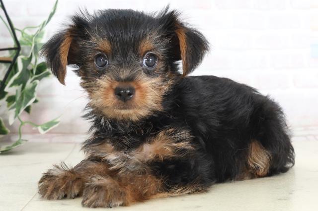 愛媛県のヨークシャーテリア (Coo&RIKU大洲店/2025年7月18日生まれ/男の子/スチールブルータン)の子犬の3枚目の画像