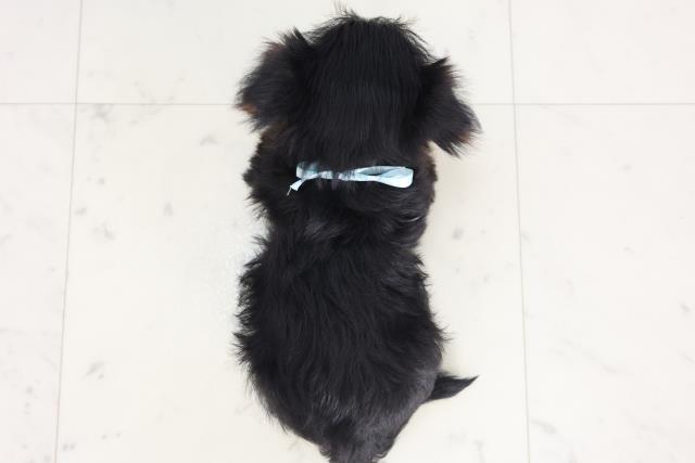 愛媛県のヨークシャーテリア (Coo&RIKU大洲店/2025年7月18日生まれ/男の子/スチールブルータン)の子犬の4枚目の画像