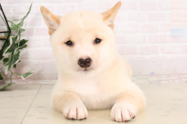 高知県の豆柴 (Coo&RIKU高知御座店/2025年7月16日生まれ/男の子/白)の子犬の1枚目の画像